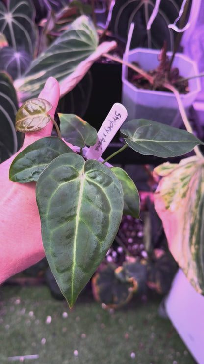 Anthurium "Tim Anderson Stripey"  X "Araña" AD