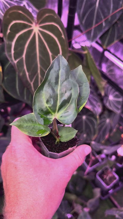 Anthurium "Stripey" x "Araña" 8