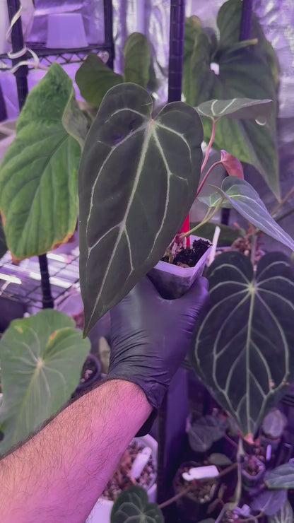 Anthurium cf. crystal x Tim Anderson ‘Stripey’