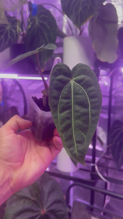 Anthurium (dressleri x carlablackiae H1) x carlablackiae RA6x5