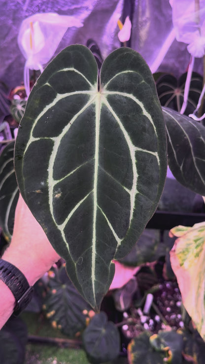 Anthurium carlablackie "RA4x1" x "OG1" Mature  -AB