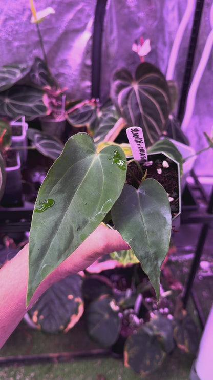 Anthurium sp. nov. DF x carlablackiae "RA5x10" 01