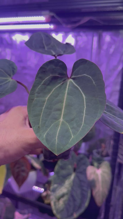 Anthurium Dorito x Tezula Red crystal