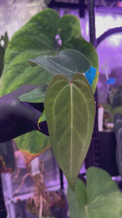 Anthurium ‘Dorito’ S1 x Tim Anderson ‘Stripey’