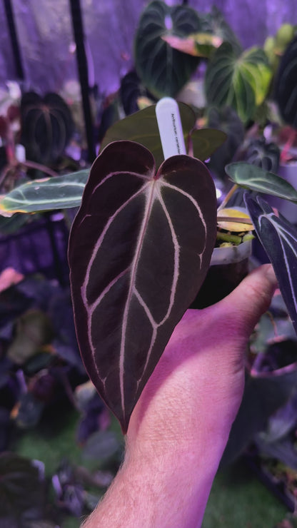 Anthurium carlabalckie RA8 x self