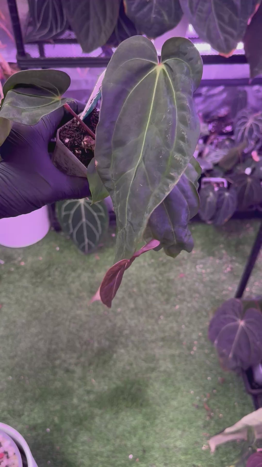 Anthurium carlablackiae BUZ1 x (carlablackiae x nov. DF)