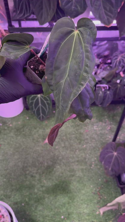 Anthurium carlablackiae BUZ1 x (carlablackiae x nov. DF)