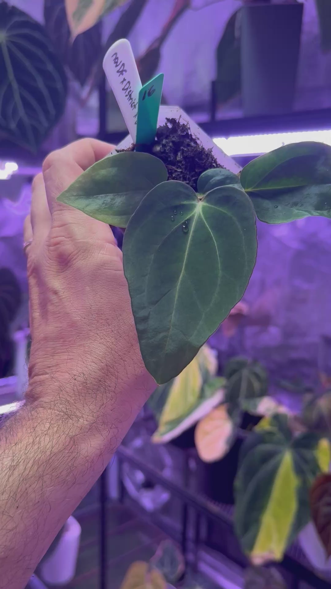 Anthurium (sp. Nov DF x carlablackiae) x BWMDB#1