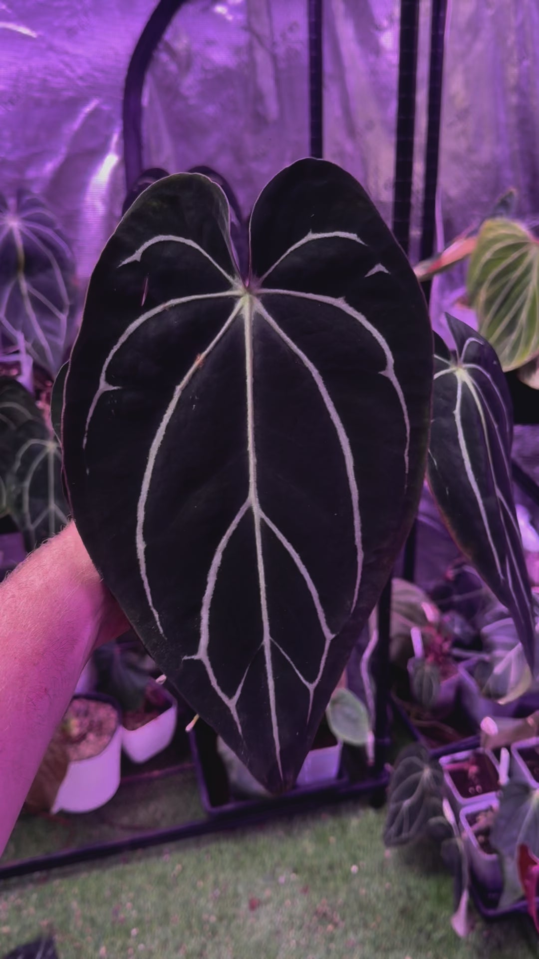 Mature Anthurium carlablackiae RA4 x RA16 - Hold Back