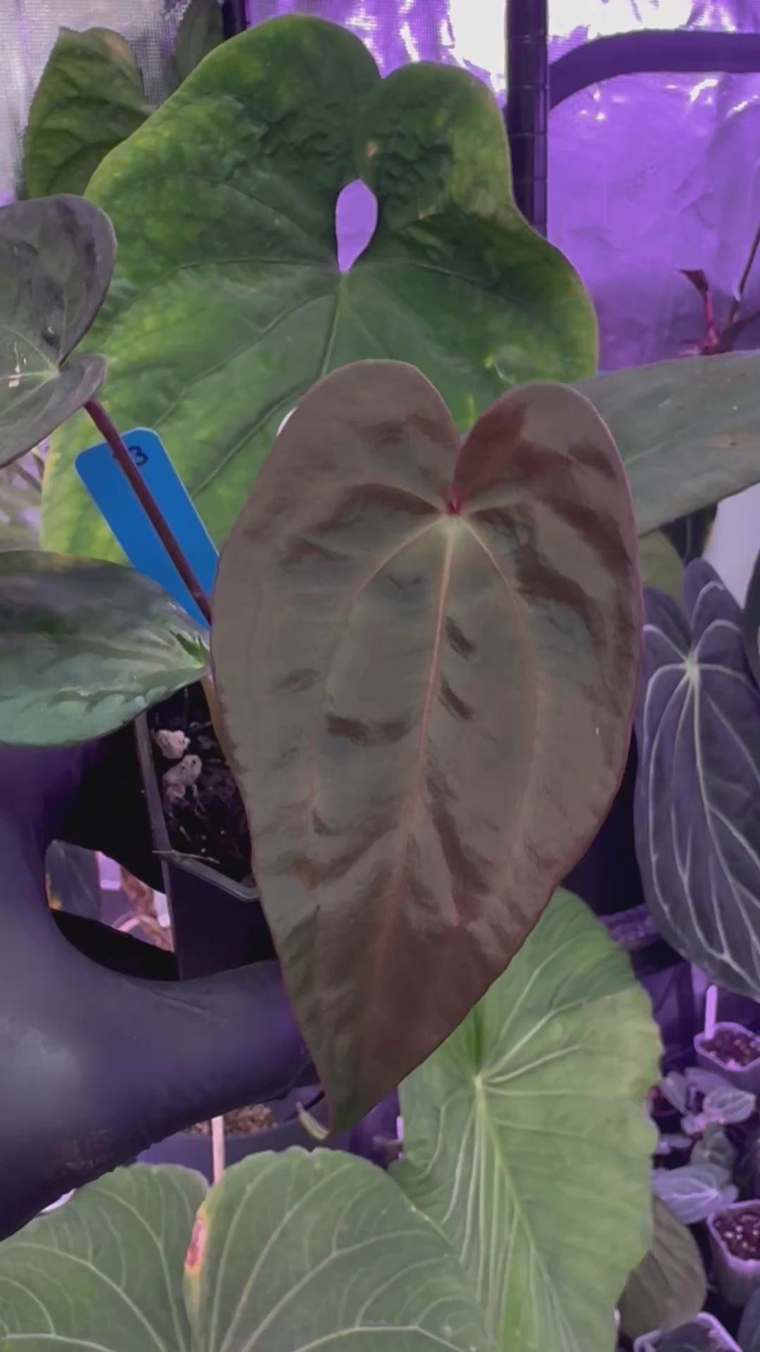 Anthurium sp nov DF x ‘Black Widow x Michelle’