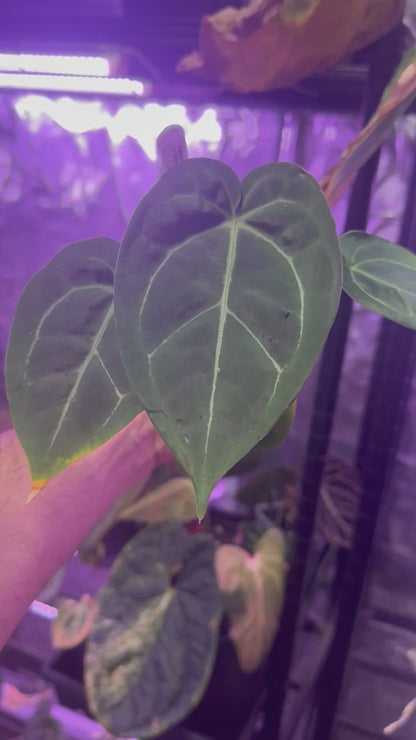 Anthurium (carlablackiae District x Black Widow x Michelle buz2) x Tim Andersons “Stripey”