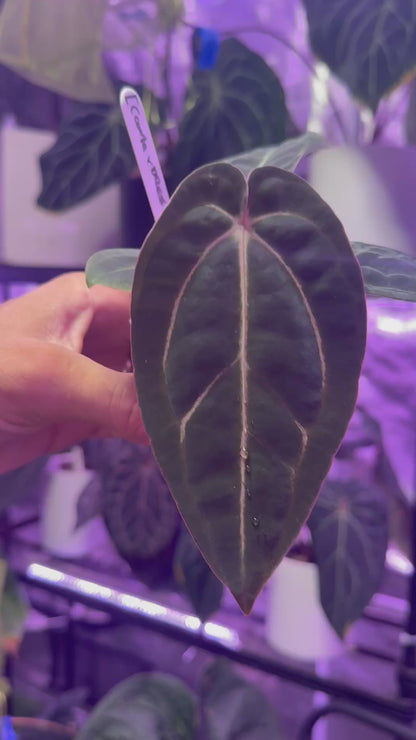 Anthurium (dressleri x carlablackiae) x Black Widow x Michelle) x PapX