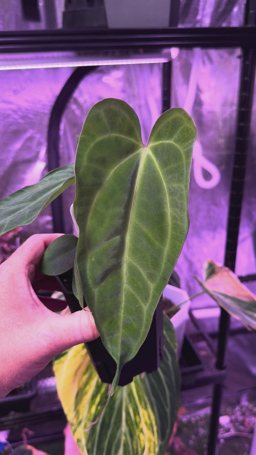 Anthurium sp. nov. DF x carlablackiae "RA5x10" 02