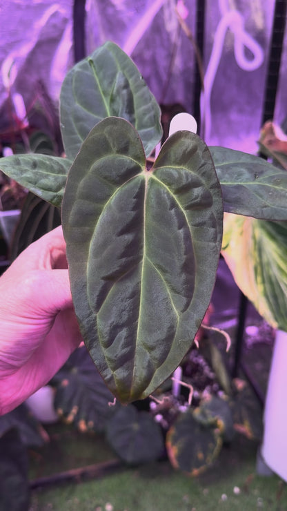 Anthurium “Black Cherry” X carlablackiae RA8 - A