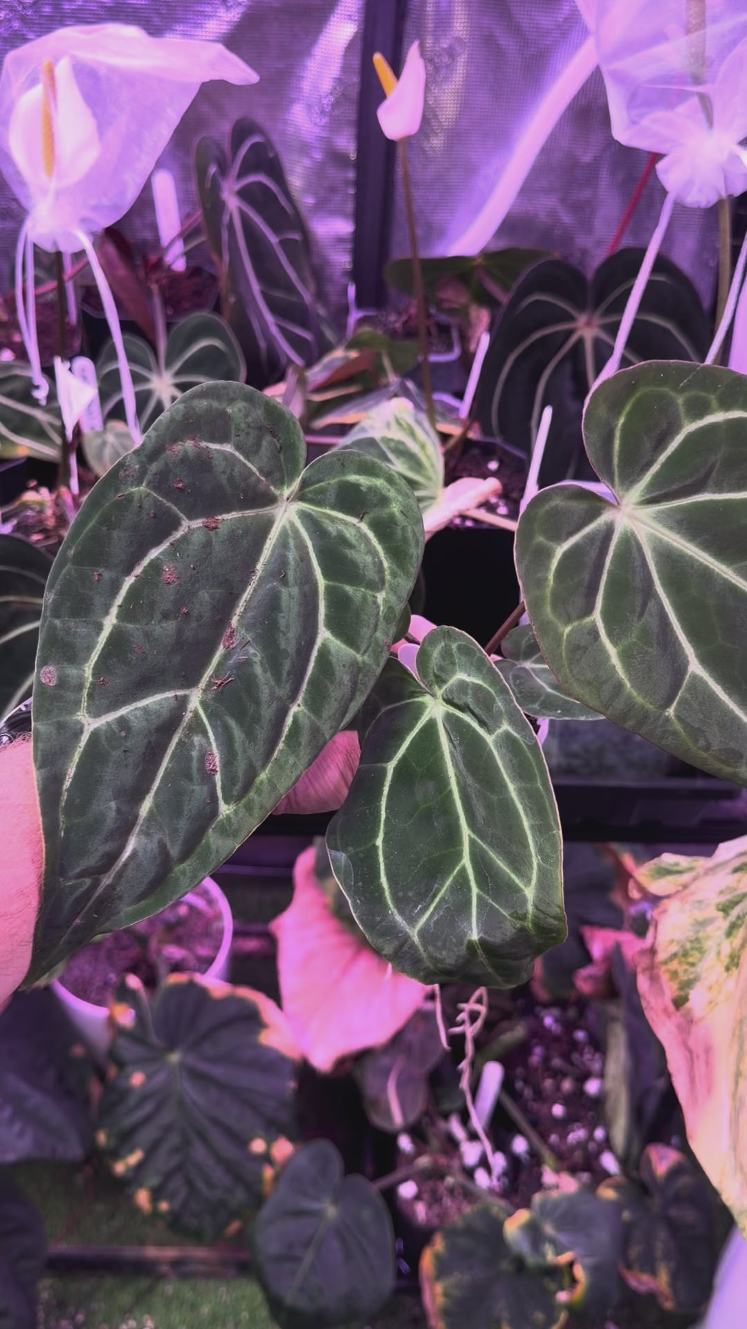 Anthurium ‘Tim Anderson Stripey’ X carlablackiae ‘RA6’ AB