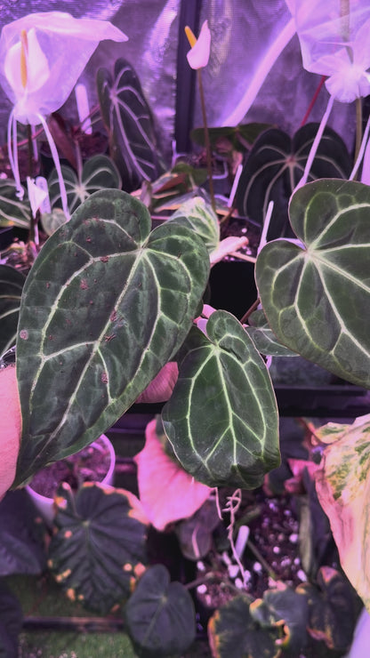 Anthurium ‘Tim Anderson Stripey’ X carlablackiae ‘RA6’ AB