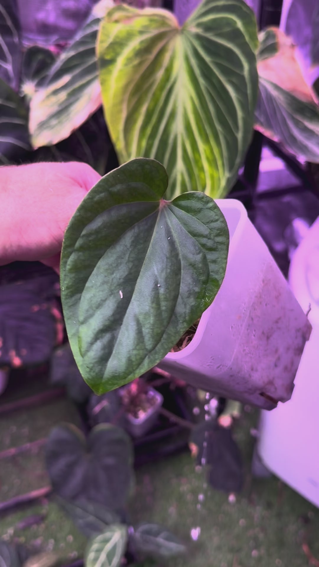 Anthurium kunayalense x portillae "Dorito"