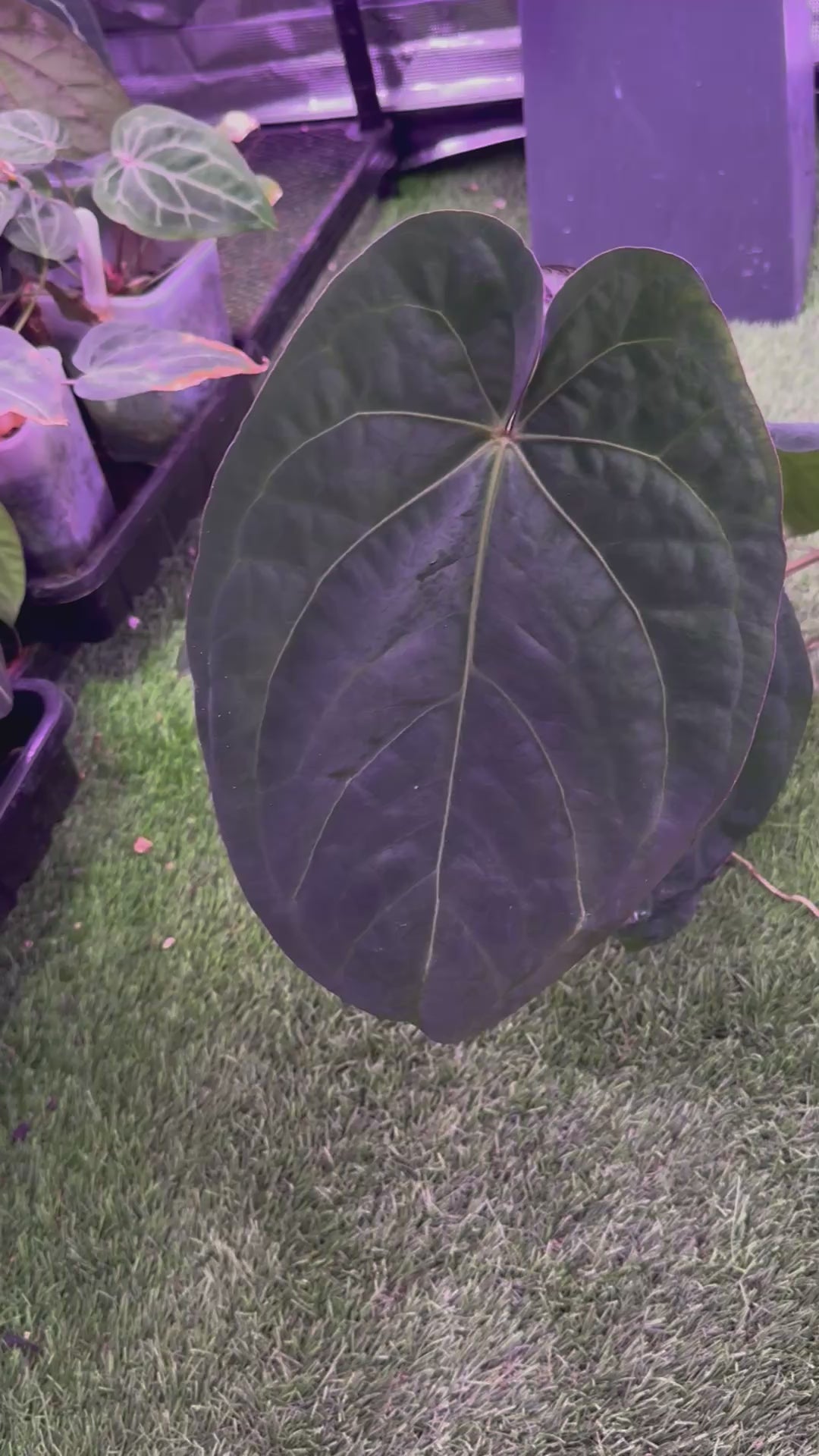 Anthurium Buz Bench Hybrid ((AOS x dressleri) x ?)
