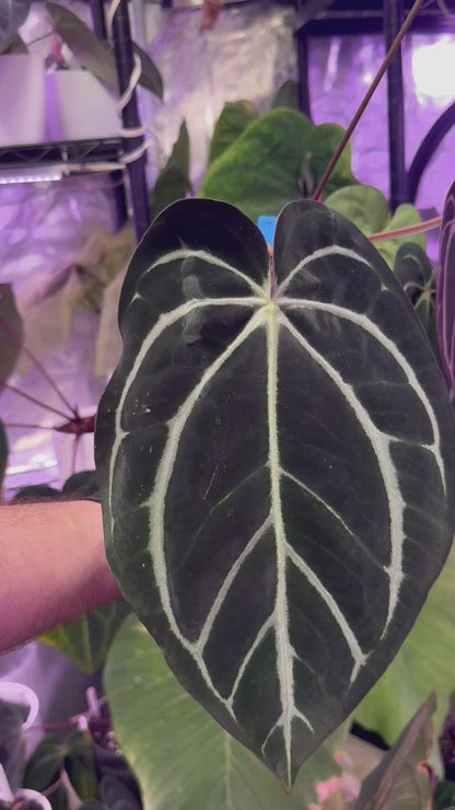 Anthurium carlablackiae OG1 x RA5x10