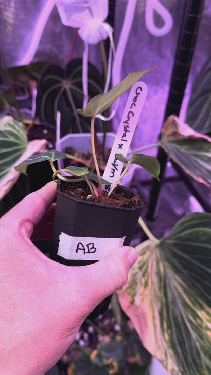 Anthurium crystallinum “chocolate” X Black Widow x Michelle” AB