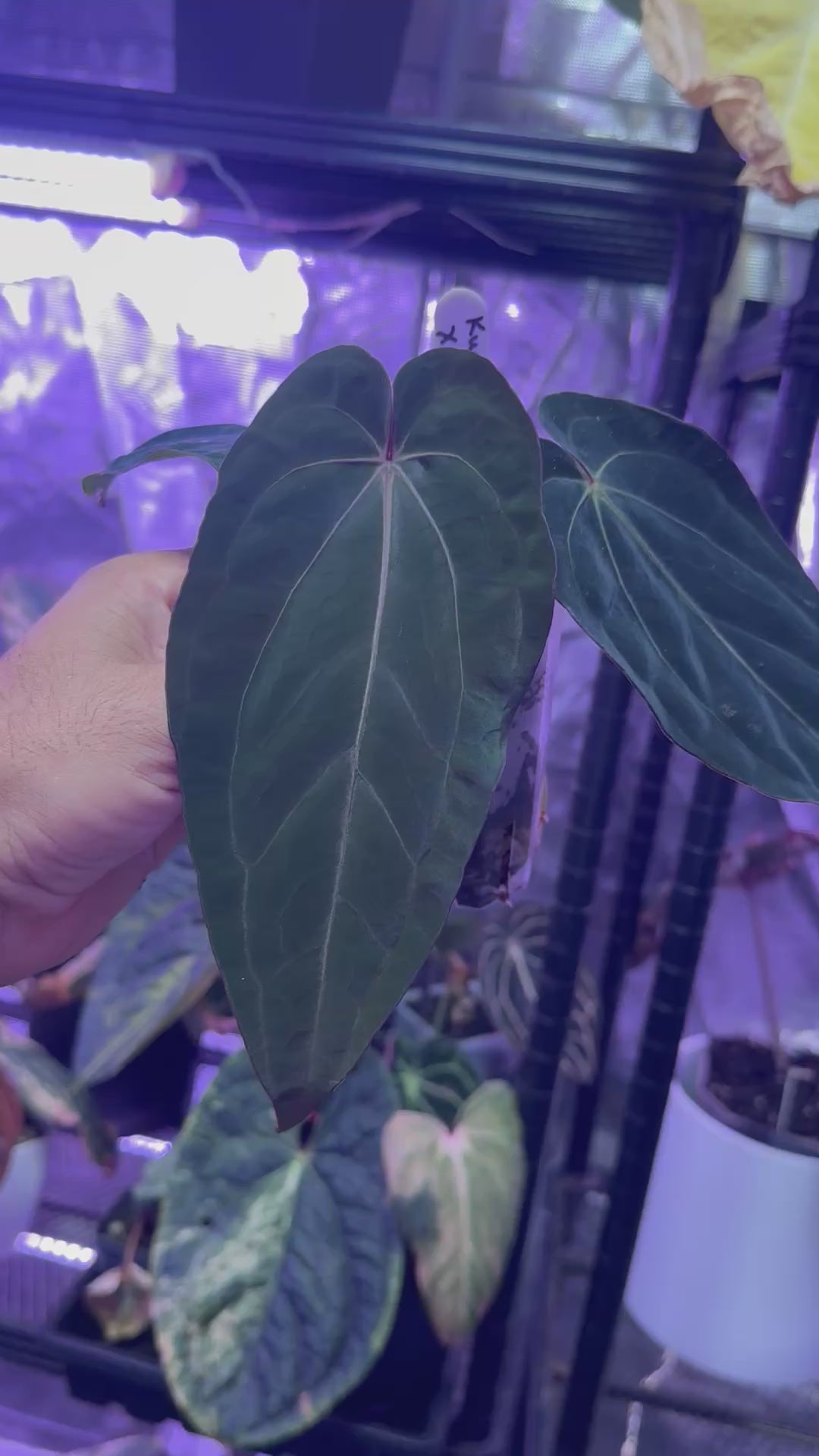Anthurium (kunayalense x dressleri) x carlablackiae Buz1