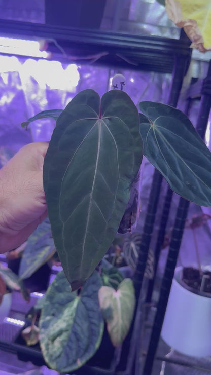 Anthurium (kunayalense x dressleri) x carlablackiae Buz1