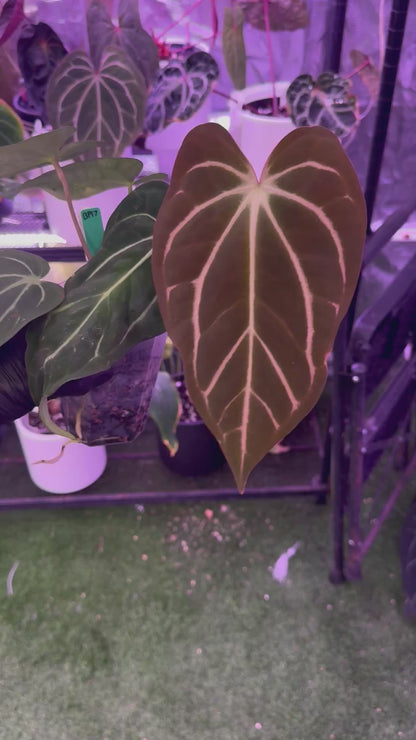 Anthurium carlablackiae BUZ1 x carlablackiae (RA5x10)