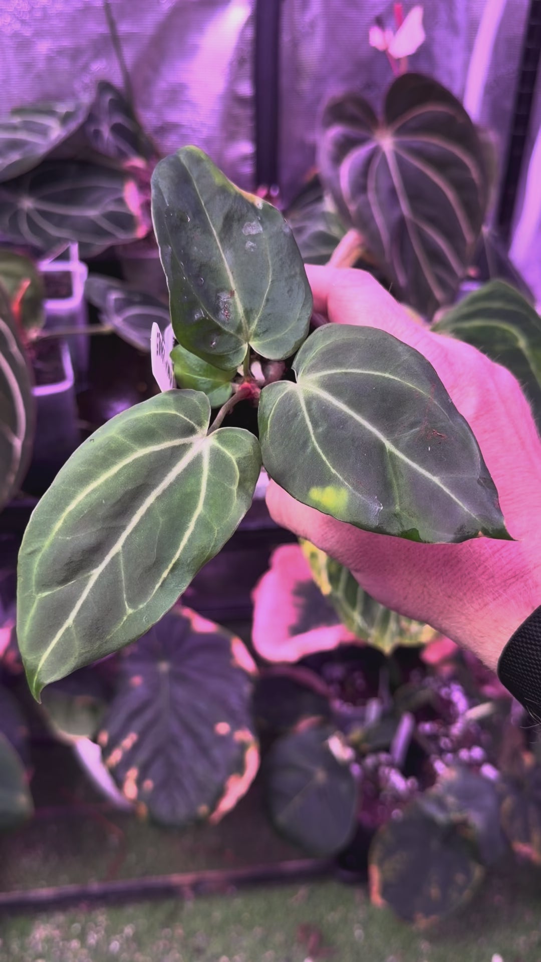 Anthurium ‘Tim Anderson Stripey’ X carlablackiae ‘RA6’ 10