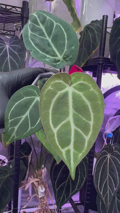 Anthurium dorayaki Super Silver x “Black Widow x Michelle”