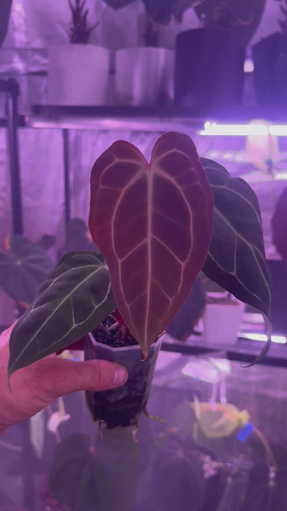 Anthurium cf. crystal x Tim Anderson Stripey