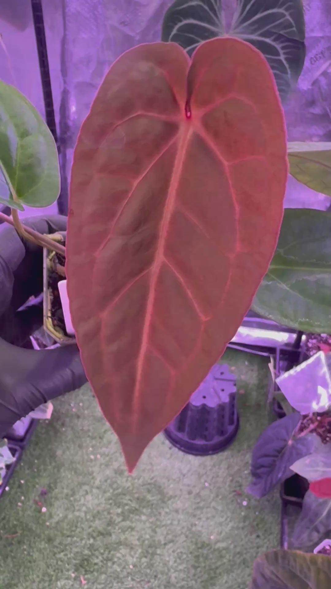 Anthurium Michelle x (carlablackiae x nov. DF)