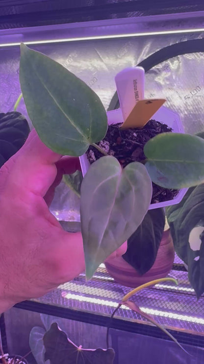 Anthurium BWMDB#1 x Dorito