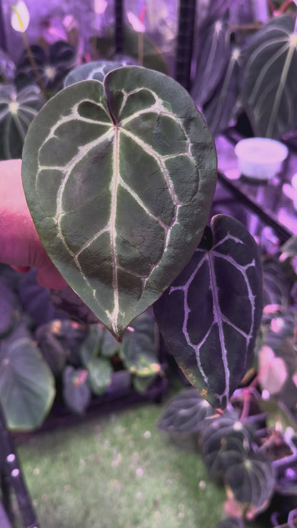 Anthurium Black Widow x Michelle x Self - A