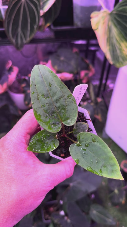 Anthurium "Udaka" x kunaylense RA2 B