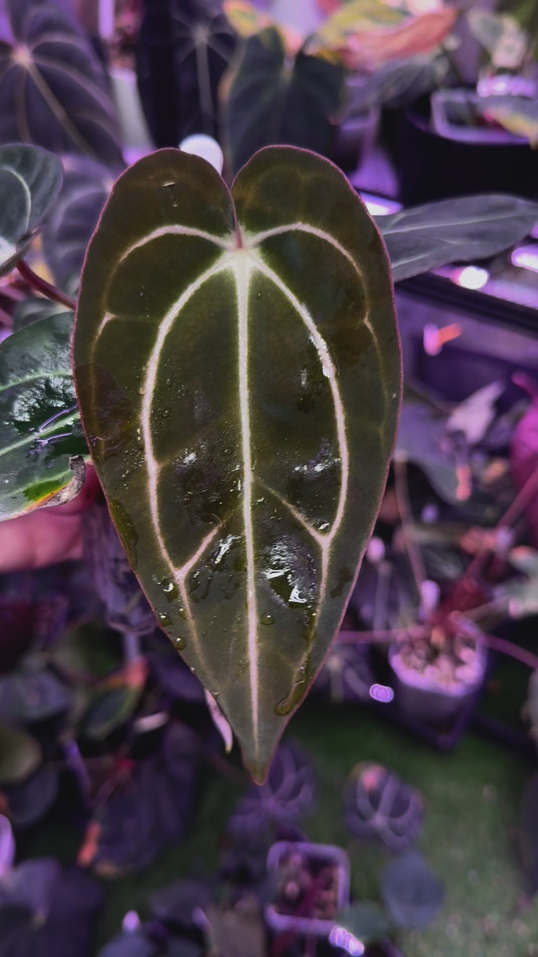Anthurium carlablackiae Buz 1 X RA5x10 A