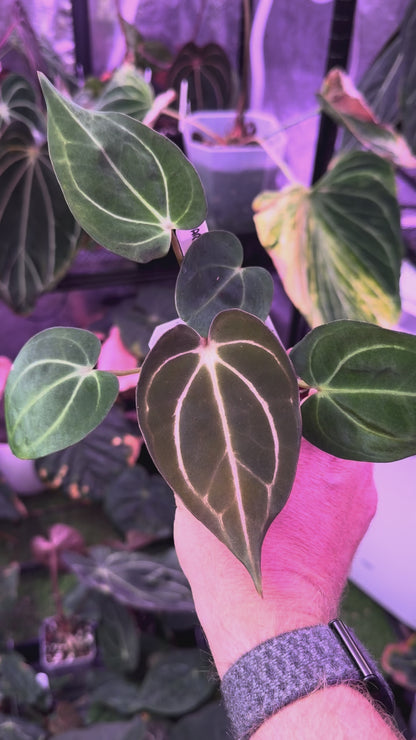 Anthurium carlablackiae RA5x10 X PM1 A