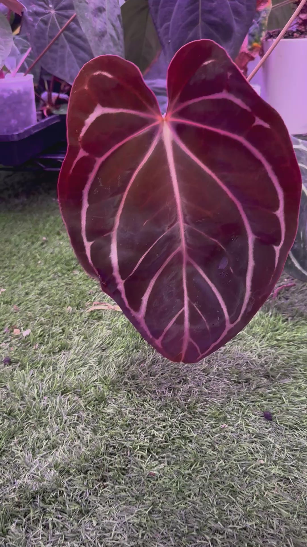 Anthurium carlablackiae RA13 x OG4 *flowering*