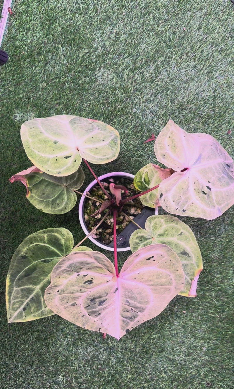 Anthurium "Snake Oil" Buz 1