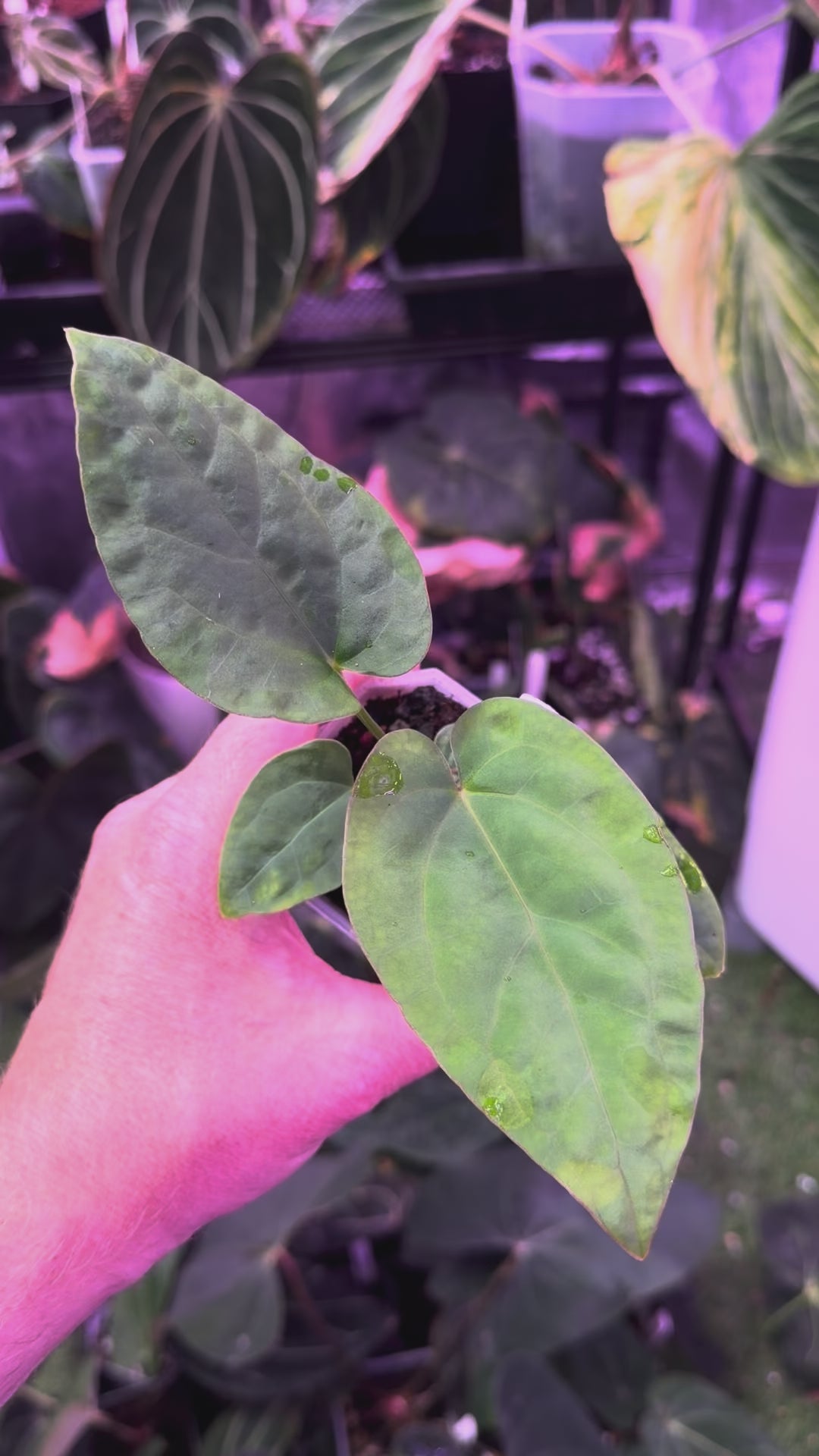 Load video: Anthurium &quot;Udaka&quot; x kunaylense RA2 A