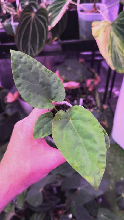 Anthurium "Udaka" x kunaylense RA2 A