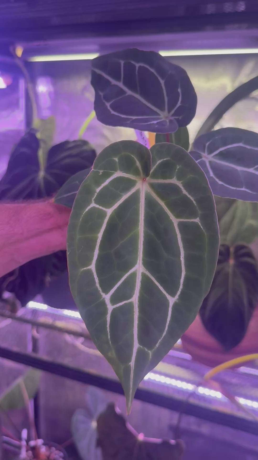 Anthurium Chocolate Crystal x “Black Widow x Michelle”