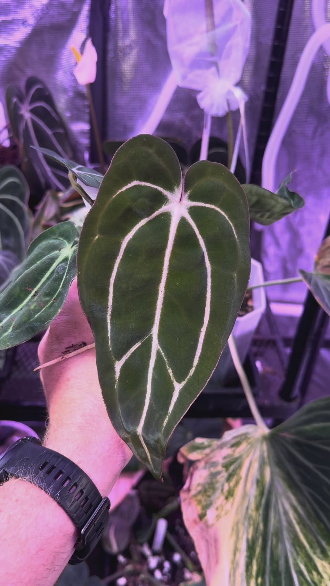 Anthurium carlablackiae “GPH001 x self” X “RA5x10” AE