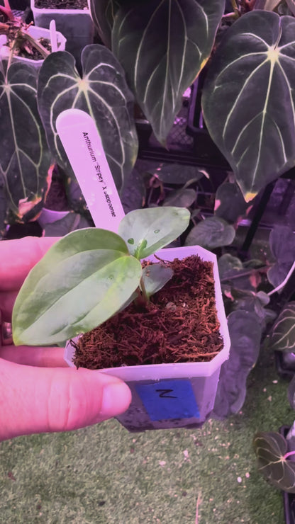 Anthurium “stripey” x ustopoense - 1