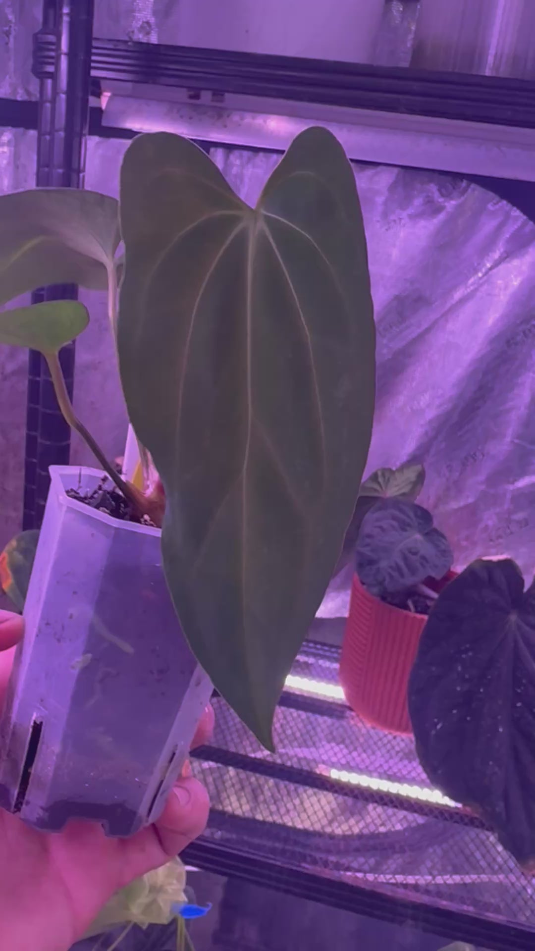 Anthurium (carlablackiae District x “Black Widow x Michelle”) x PapX