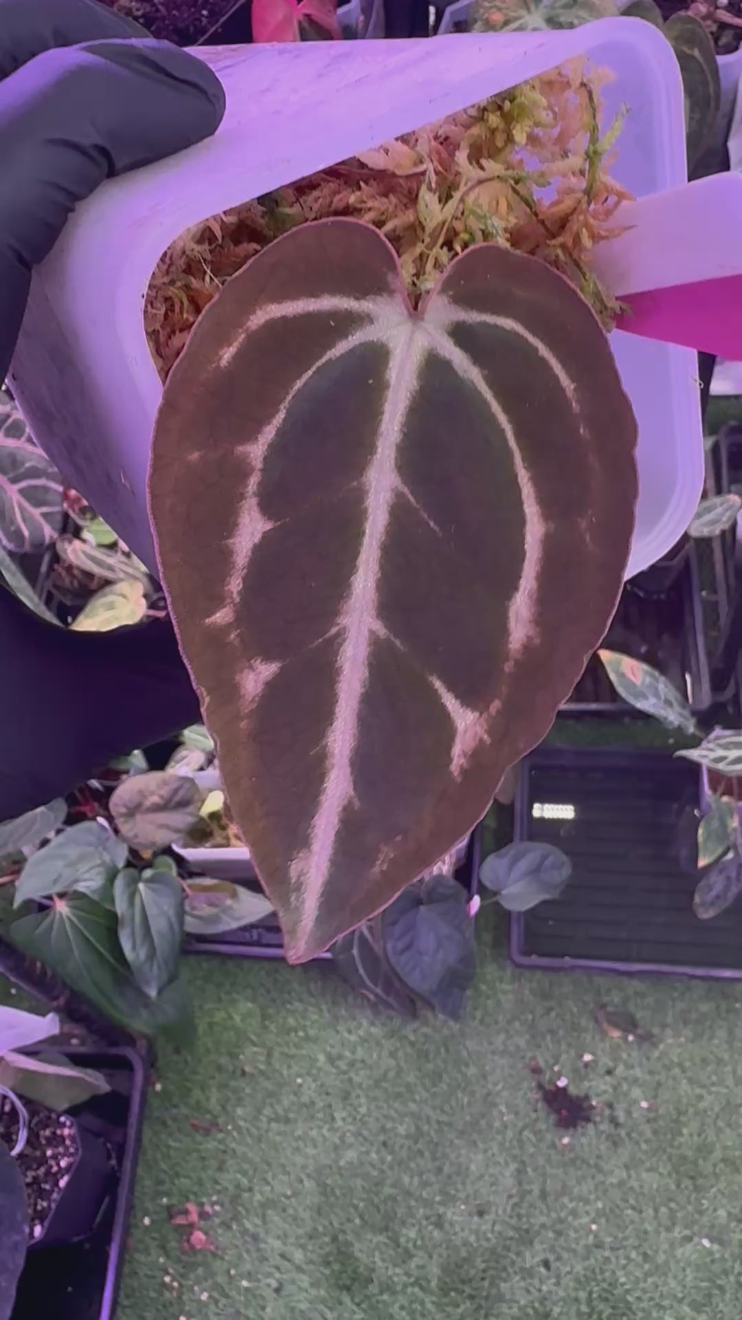 Anthurium carlablackiae OG4 clone
