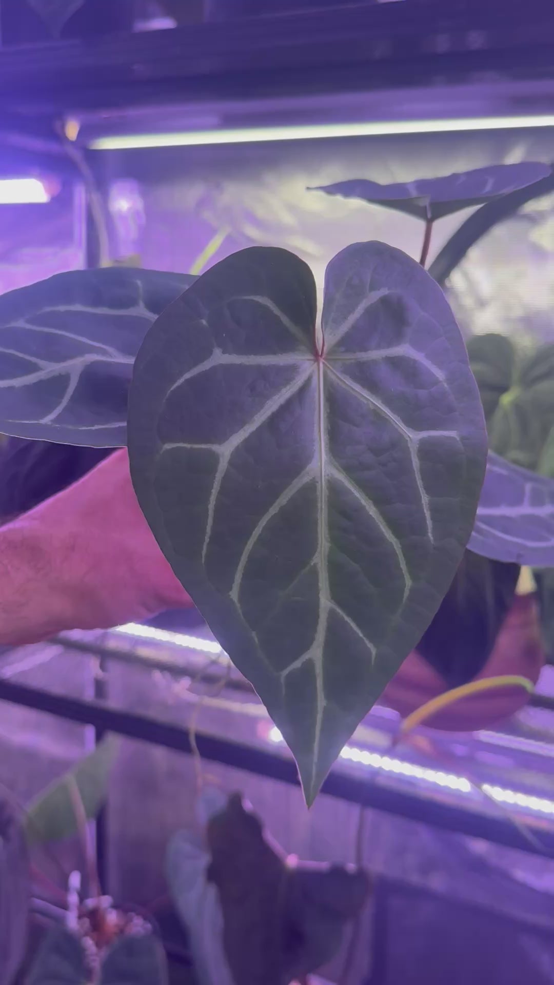 Anthurium “Black Widow x Michelle” x mag “Norte”