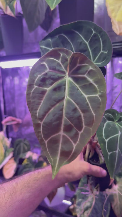 Anthurium (BVEP x “Black Widow x Michelle”) x “Black Widow x Michelle”