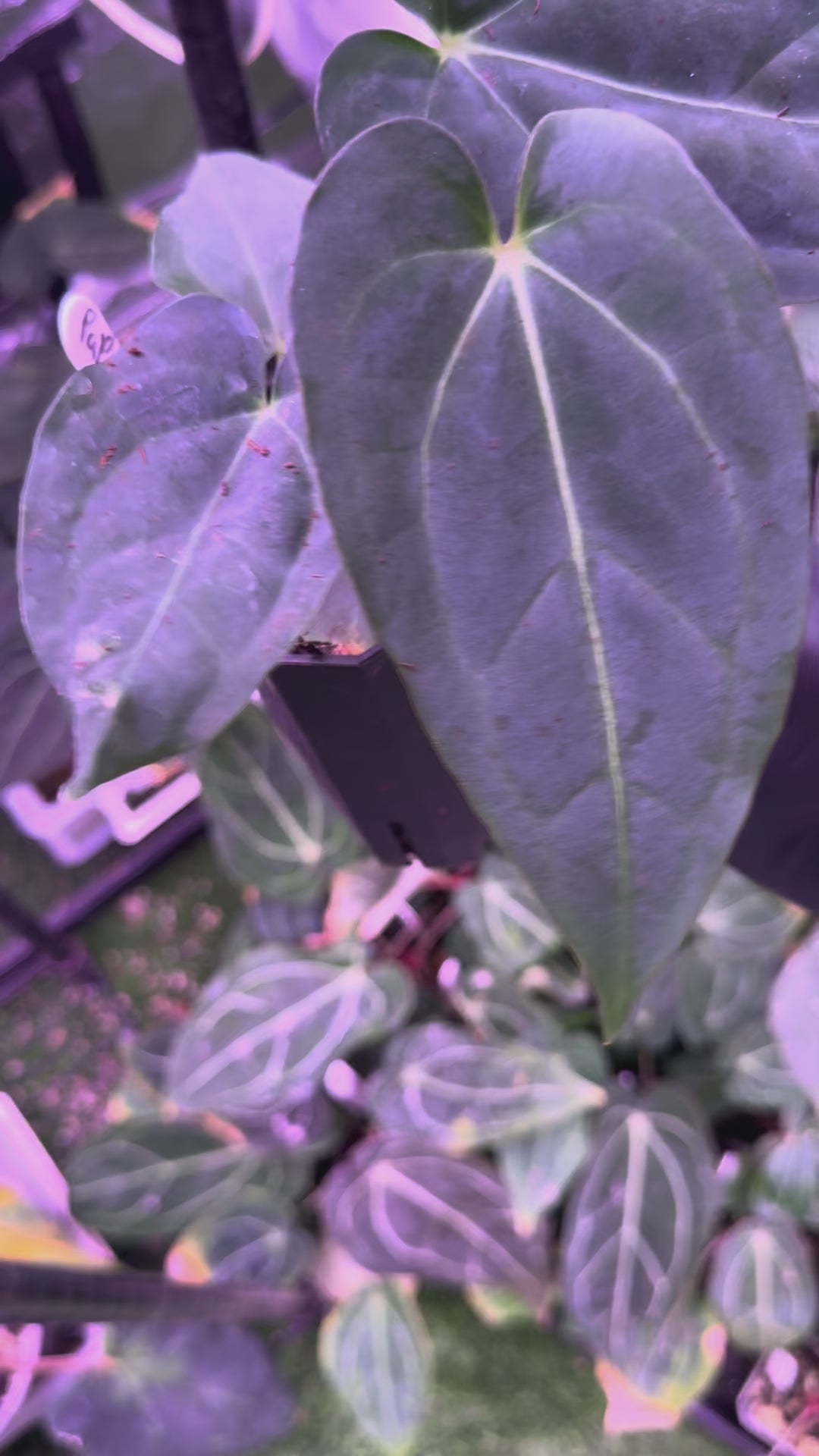 Load video: Anthurium papillilaminum x (dressleri x carlablackiae) “W”