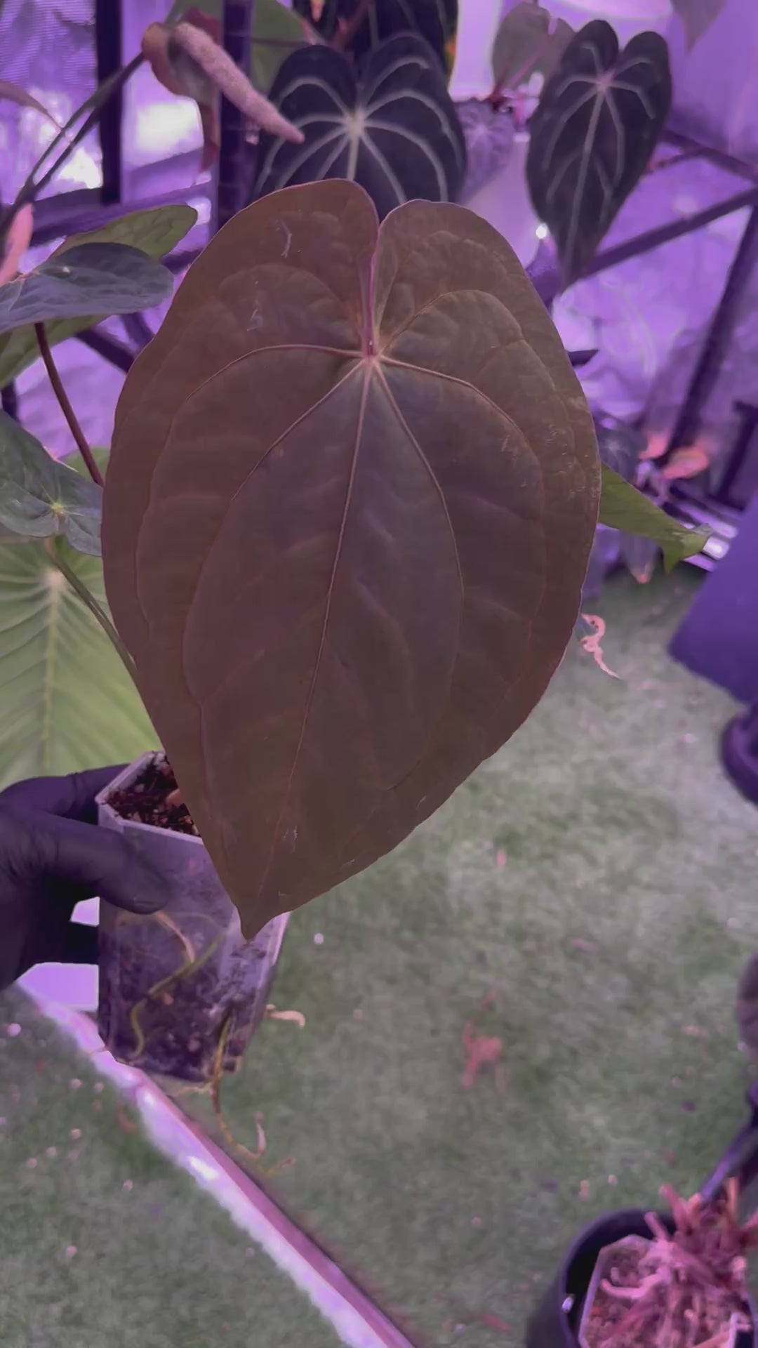 Anthurium (dressleri x carlablackiae) x RVDP