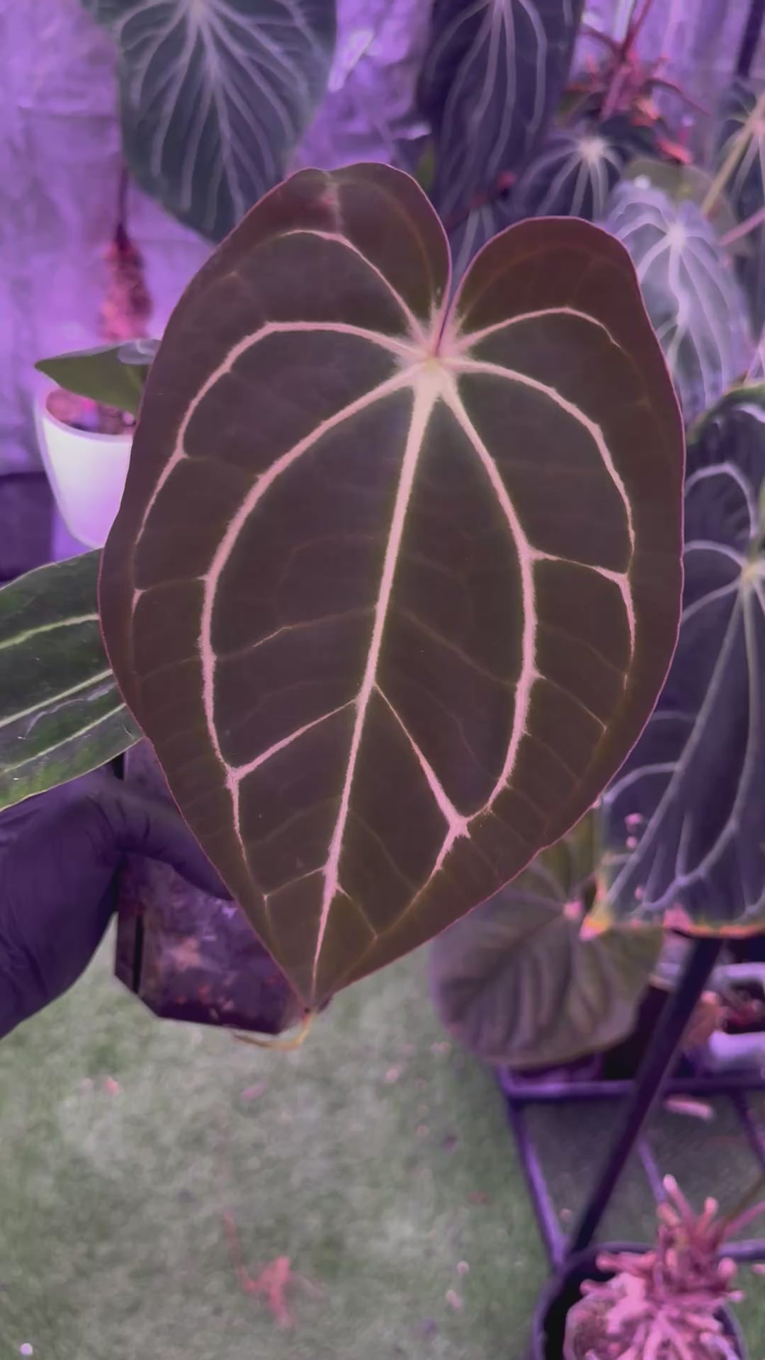 Load video: Anthurium carlablackiae (RA4x1) x OG1